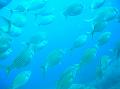 Poisson Saupes